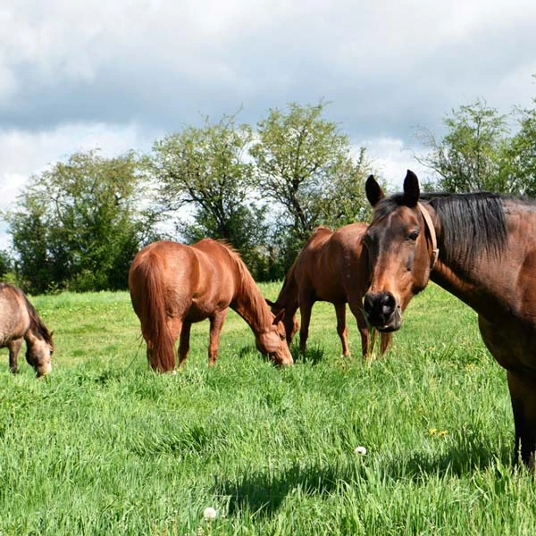Pension pour chevaux à Mons, Puy-de-Dôme